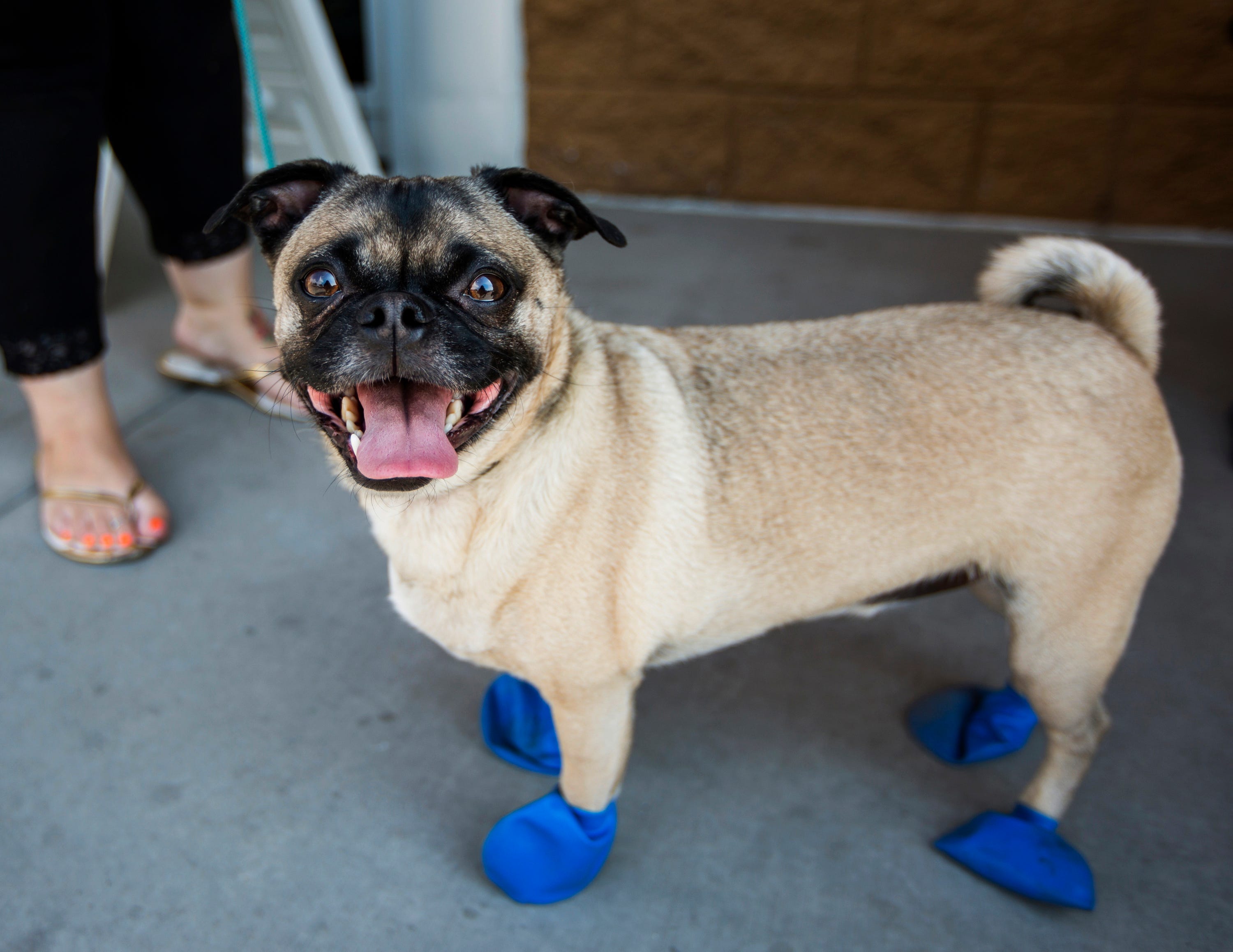 petsmart rubber dog boots